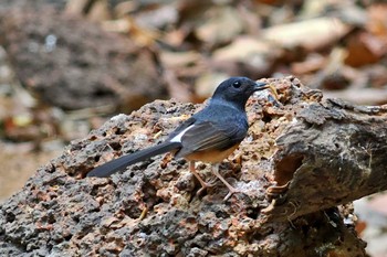 アカハラシキチョウ ベトナム 2024年4月3日(水)