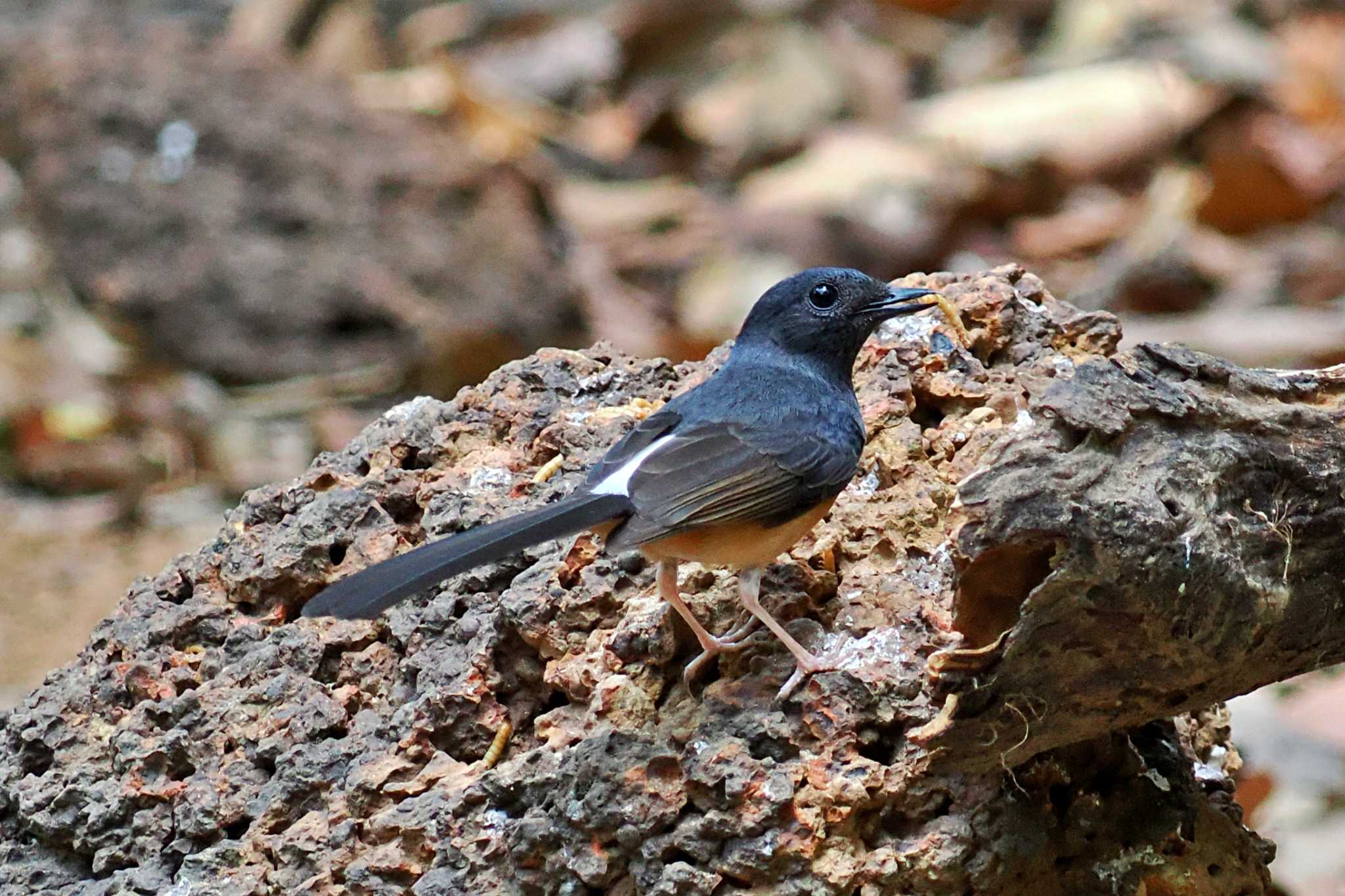 Photo of White-rumped Shama at ベトナム by 藤原奏冥