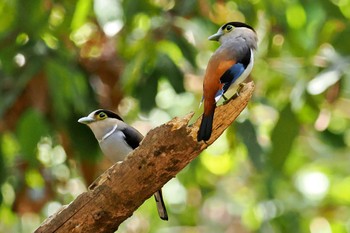 Silver-breasted Broadbill ベトナム Wed, 4/3/2024