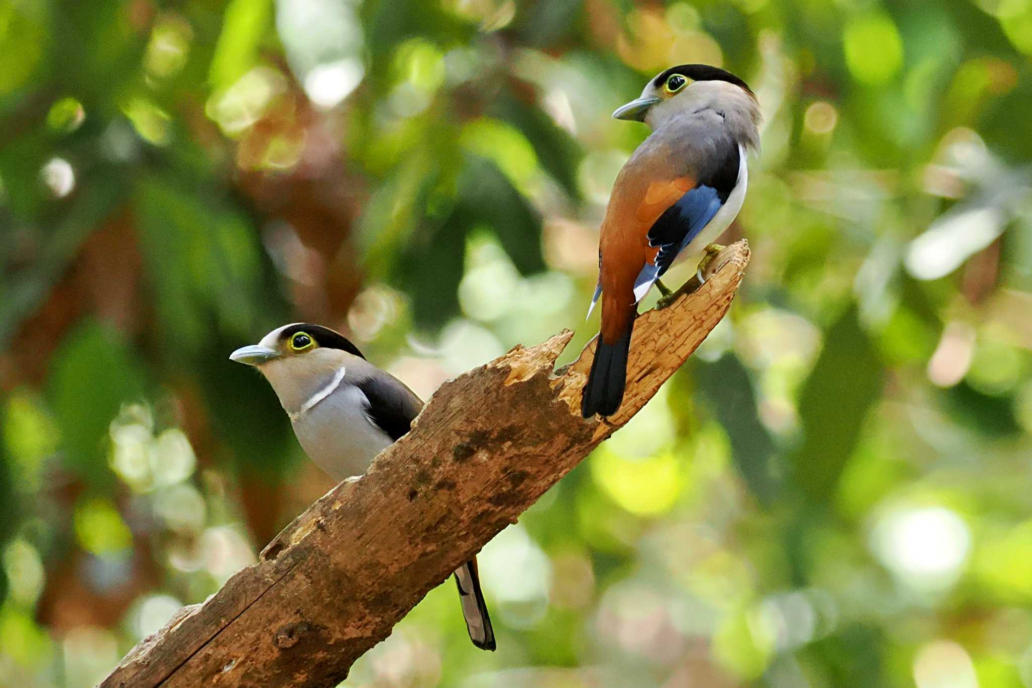 Photo of Silver-breasted Broadbill at ベトナム by 藤原奏冥