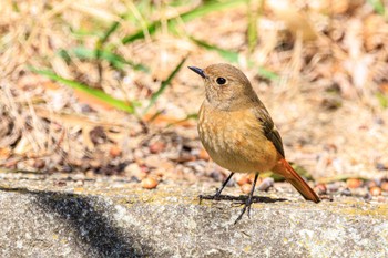 Daurian Redstart Akashi Park Sun, 3/10/2024