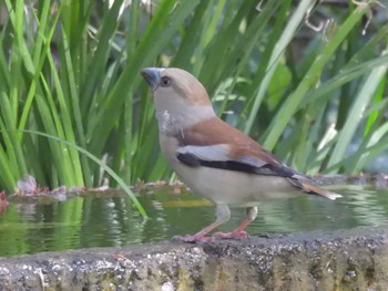 Hawfinch Kyoto Gyoen Sat, 4/13/2024