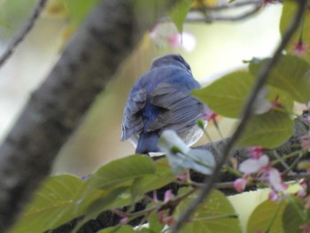 Blue-and-white Flycatcher Kyoto Gyoen Sat, 4/13/2024