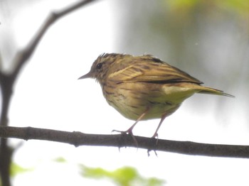 Olive-backed Pipit Kyoto Gyoen Sat, 4/13/2024