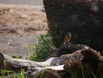 Meadow Bunting Unknown Spots Fri, 4/12/2024