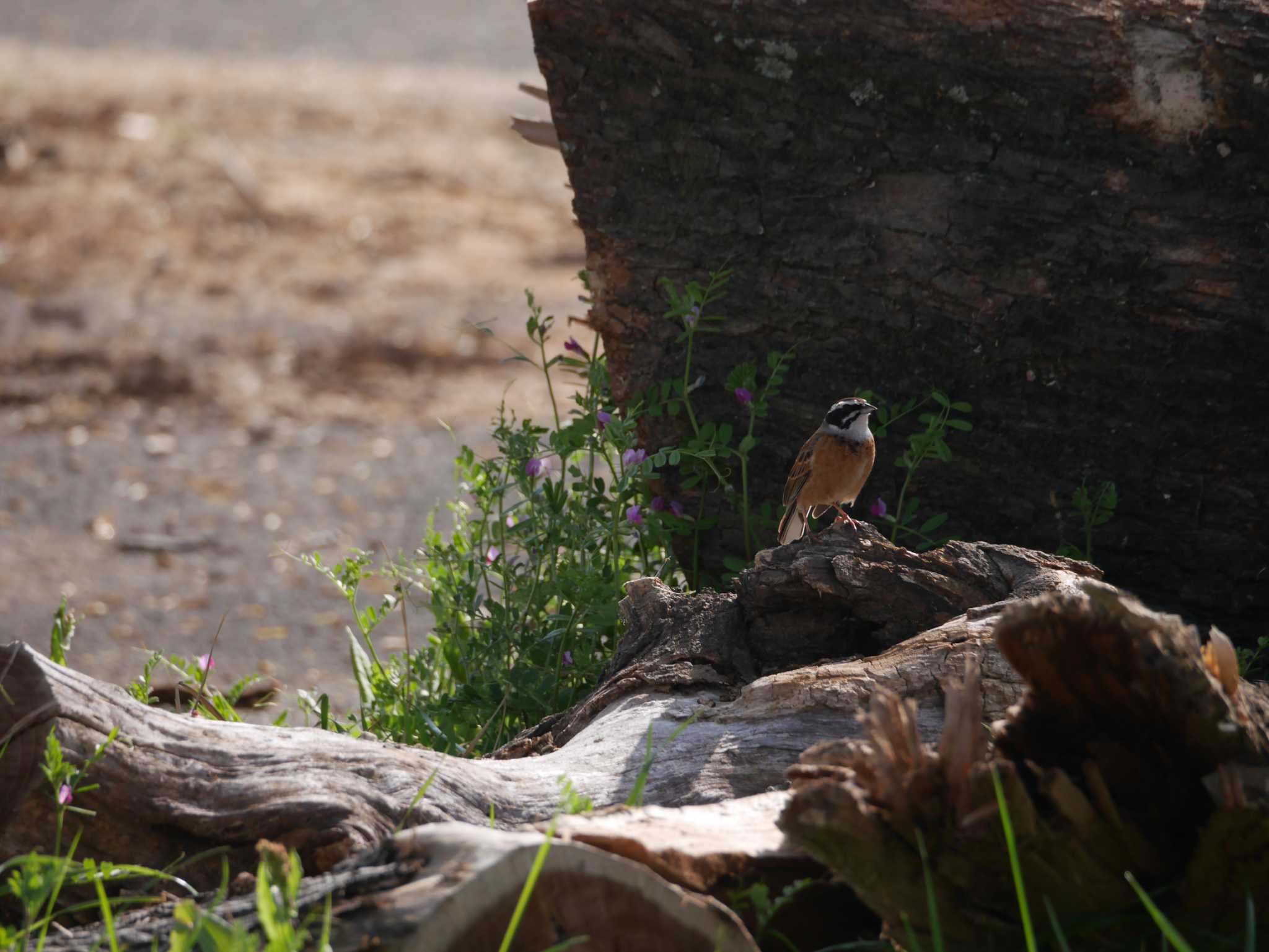 Photo of Meadow Bunting at  by ヒトリスキ“h1toriski”