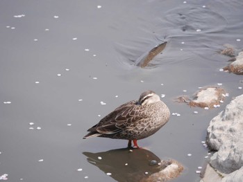 Eastern Spot-billed Duck Unknown Spots Fri, 4/12/2024