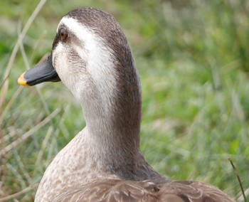 Eastern Spot-billed Duck Unknown Spots Fri, 4/12/2024