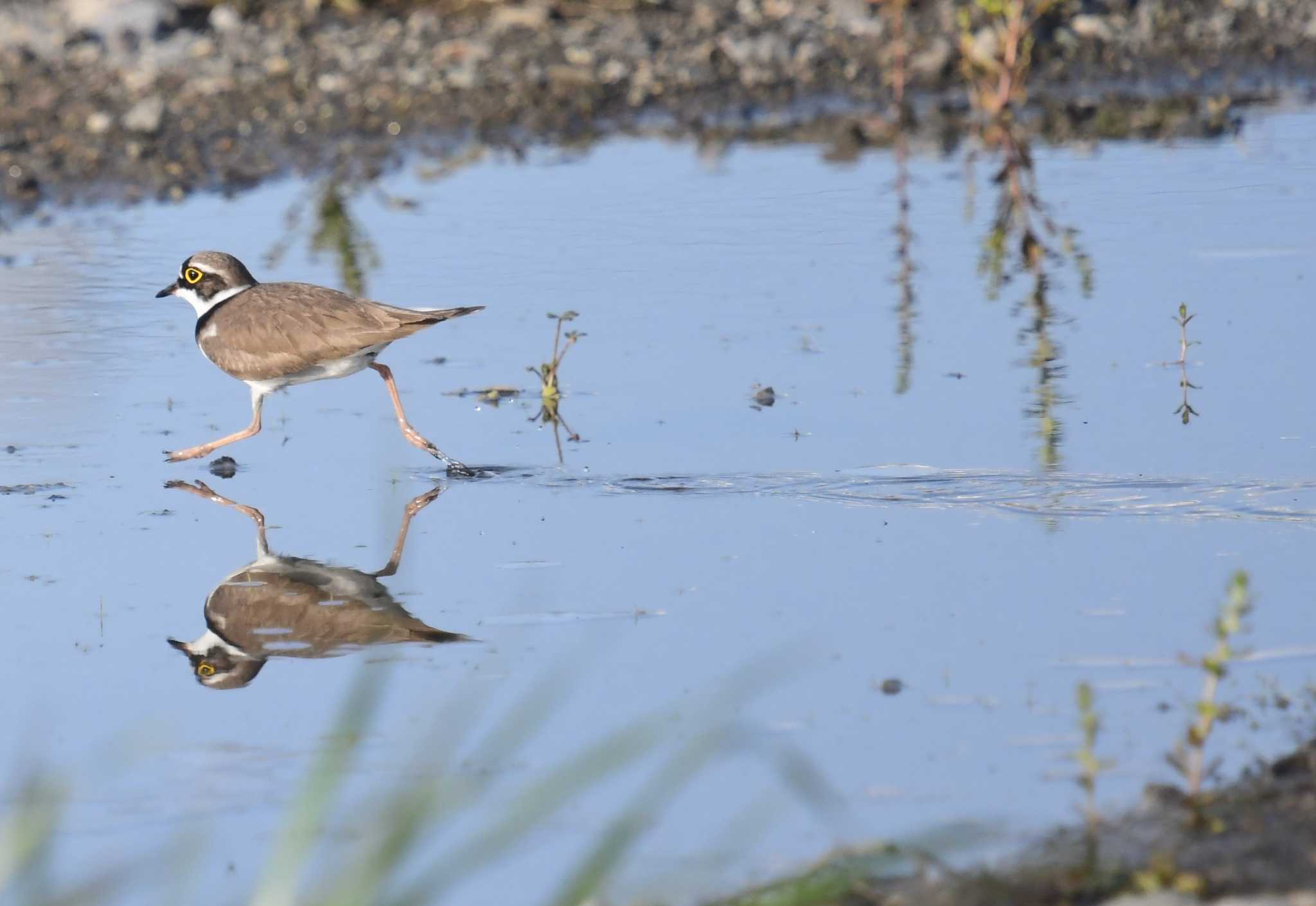 Photo of Little Ringed Plover at 愛媛県新居浜市 by でみこ