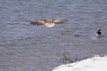 Steller's Sea Eagle 石狩川 Sat, 3/16/2024