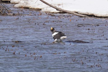 Steller's Sea Eagle 石狩川 Sat, 3/16/2024