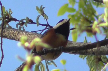 Varied Tit 航空公園 Sat, 4/13/2024