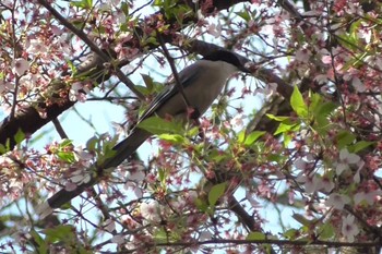 Azure-winged Magpie 航空公園 Sat, 4/13/2024