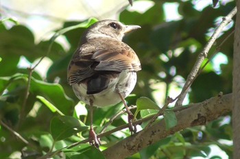 Dusky Thrush 航空公園 Sat, 4/13/2024