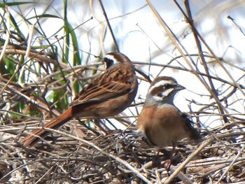 Meadow Bunting 芝川第一調節池(芝川貯水池) Sat, 4/13/2024