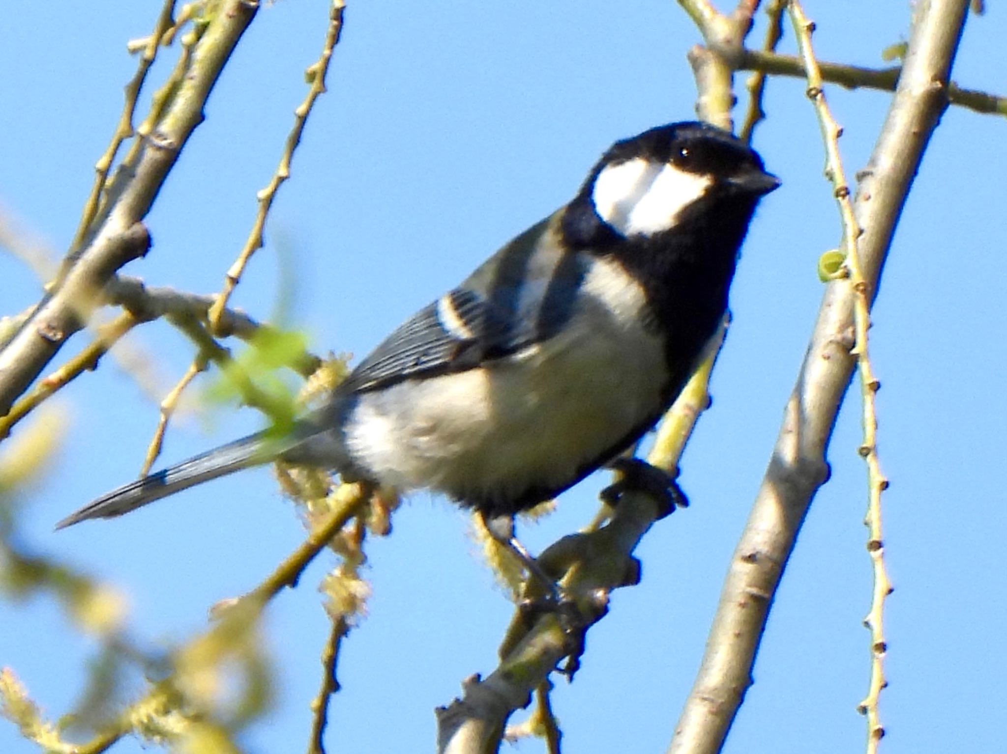 Photo of Japanese Tit at 芝川第一調節池(芝川貯水池) by ツピ太郎