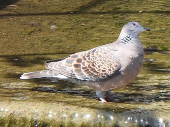 Oriental Turtle Dove 芝川第一調節池(芝川貯水池) Sat, 4/13/2024