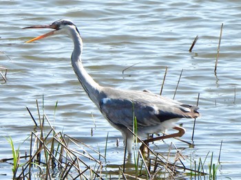 Grey Heron 芝川第一調節池(芝川貯水池) Sat, 4/13/2024