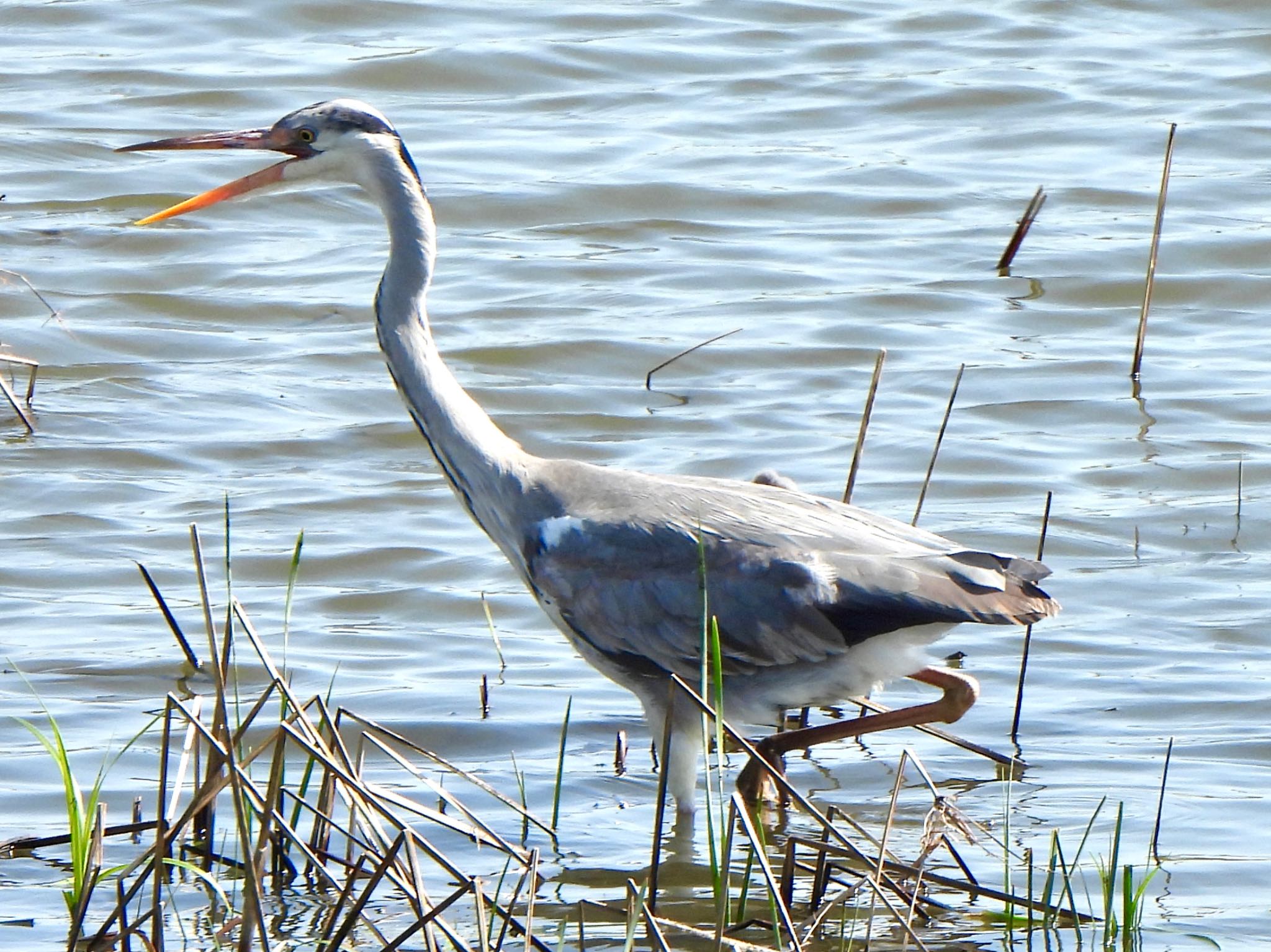 Photo of Grey Heron at 芝川第一調節池(芝川貯水池) by ツピ太郎