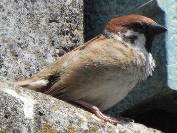 Eurasian Tree Sparrow 芝川第一調節池(芝川貯水池) Sat, 4/13/2024