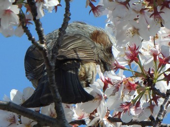 Brown-eared Bulbul 芝川第一調節池(芝川貯水池) Sat, 4/13/2024