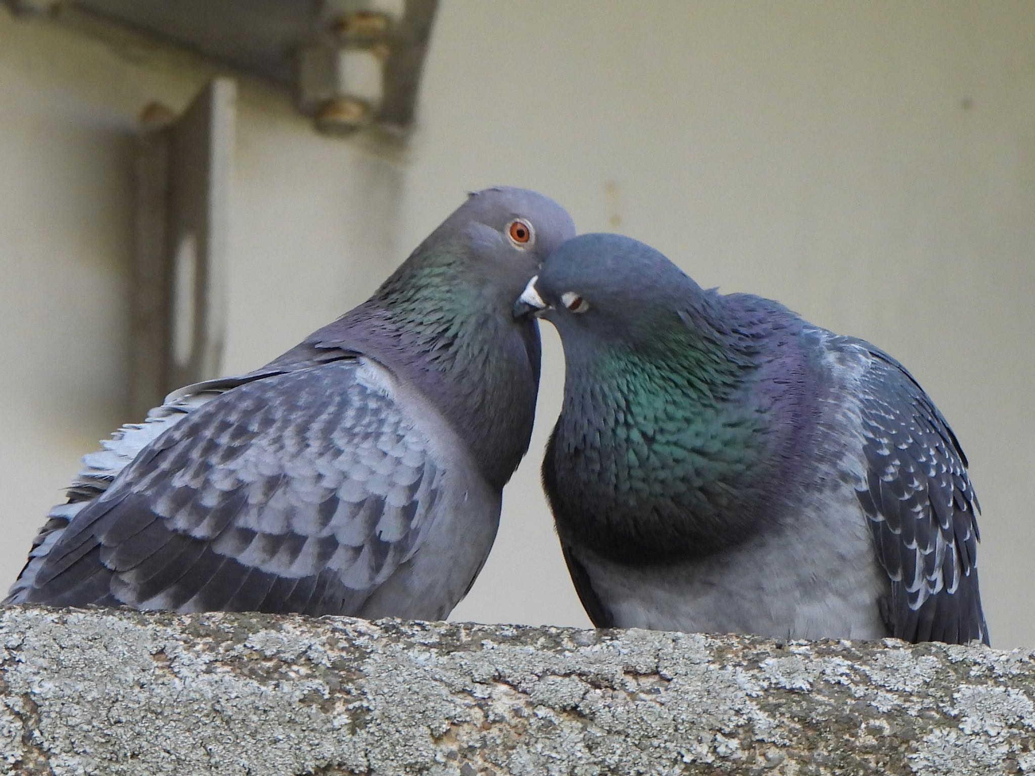 Photo of Rock Dove at 芝川第一調節池(芝川貯水池) by ツピ太郎