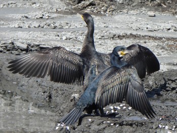 Great Cormorant 芝川第一調節池(芝川貯水池) Sat, 4/13/2024