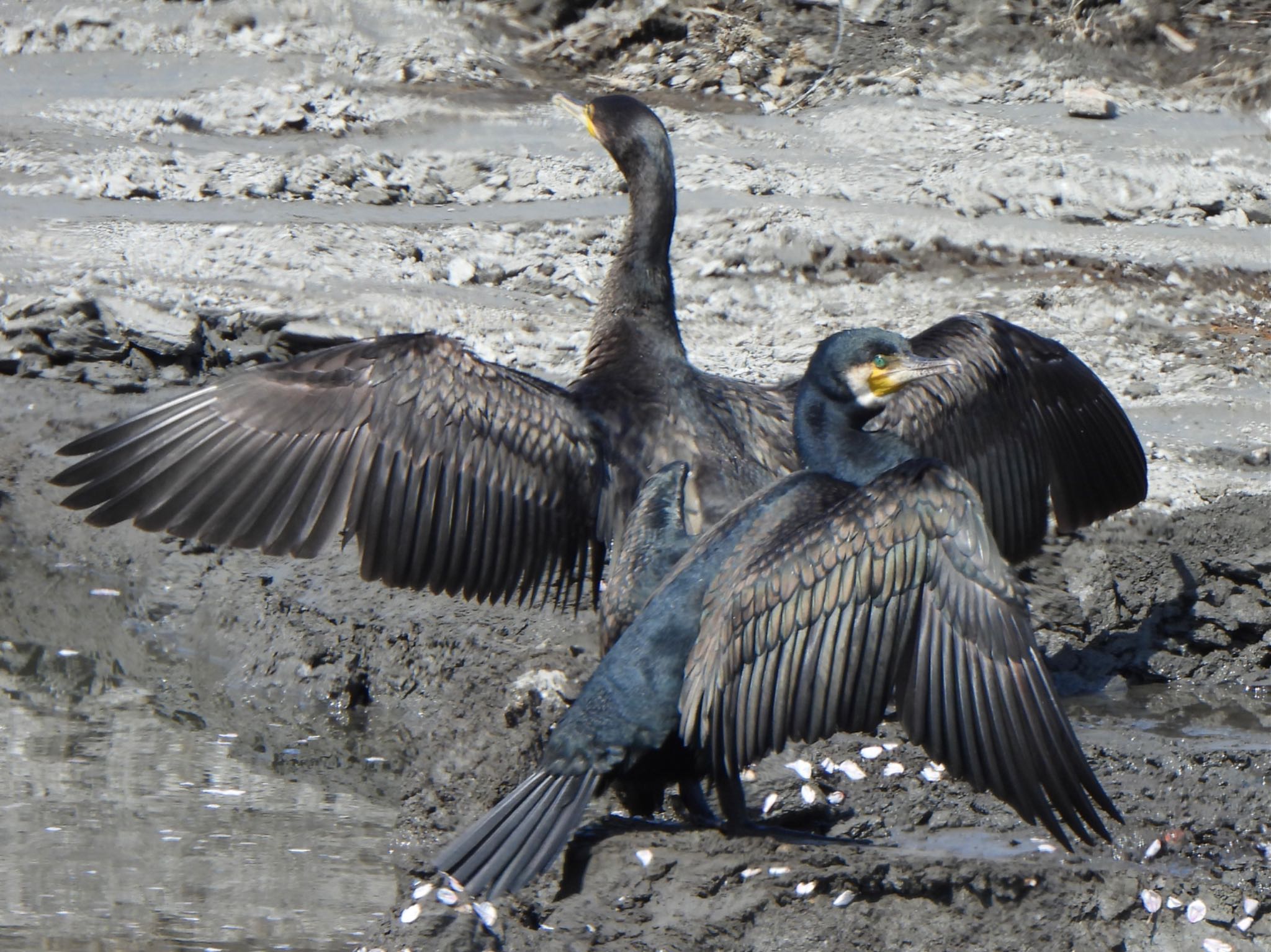 Photo of Great Cormorant at 芝川第一調節池(芝川貯水池) by ツピ太郎