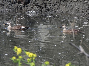 カルガモ 芝川第一調節池(芝川貯水池) 2024年4月13日(土)