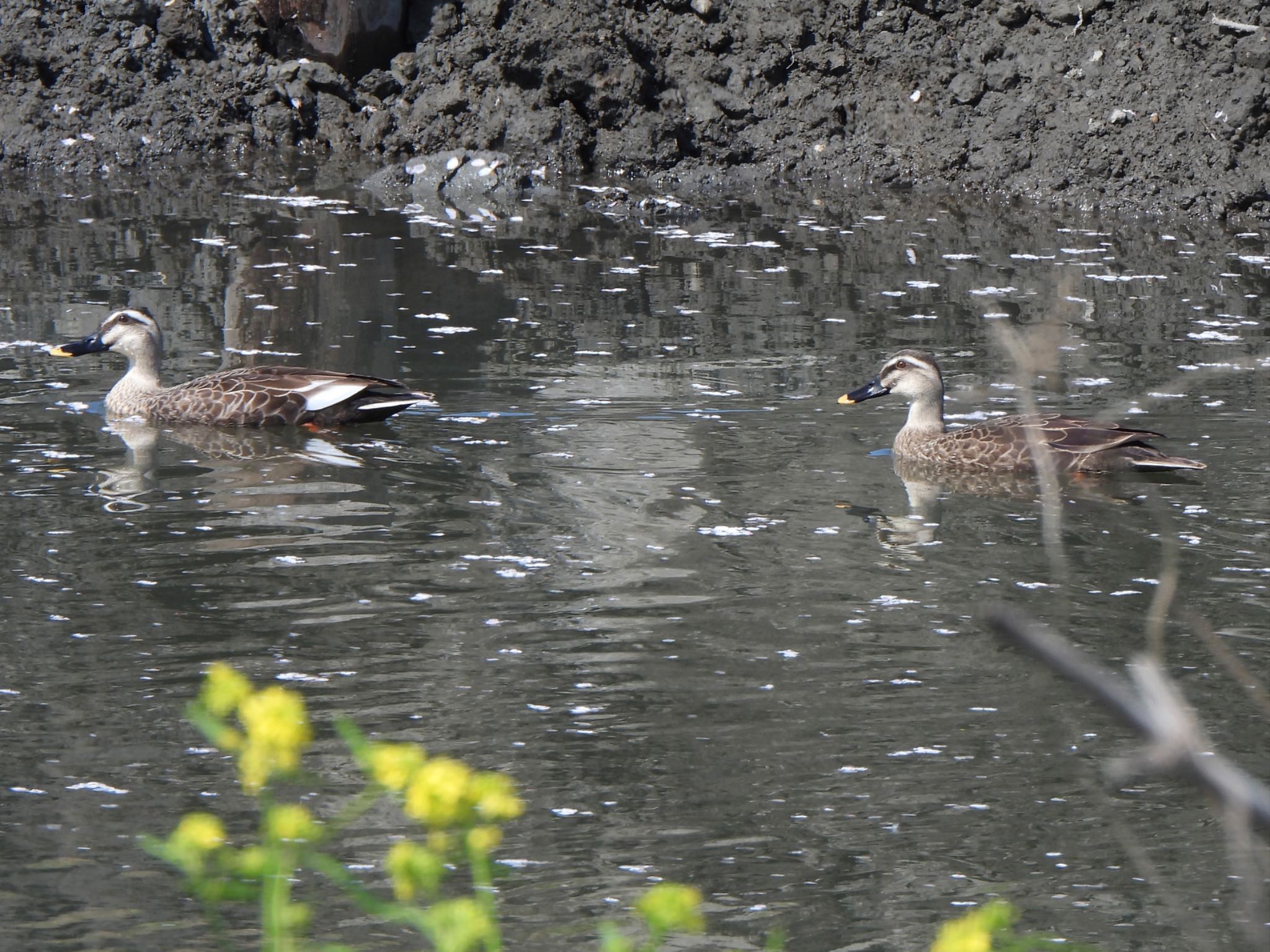 Eastern Spot-billed Duck