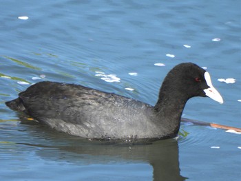 Eurasian Coot 芝川第一調節池(芝川貯水池) Sat, 4/13/2024