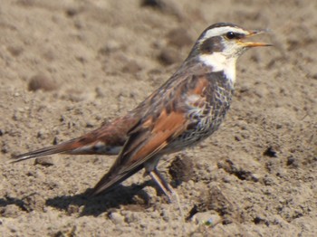 Dusky Thrush 芝川第一調節池(芝川貯水池) Sat, 4/13/2024