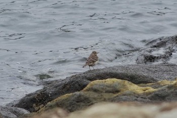 Water Pipit Kasai Rinkai Park Sat, 12/22/2018