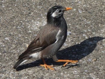 White-cheeked Starling 芝川第一調節池(芝川貯水池) Sat, 4/13/2024