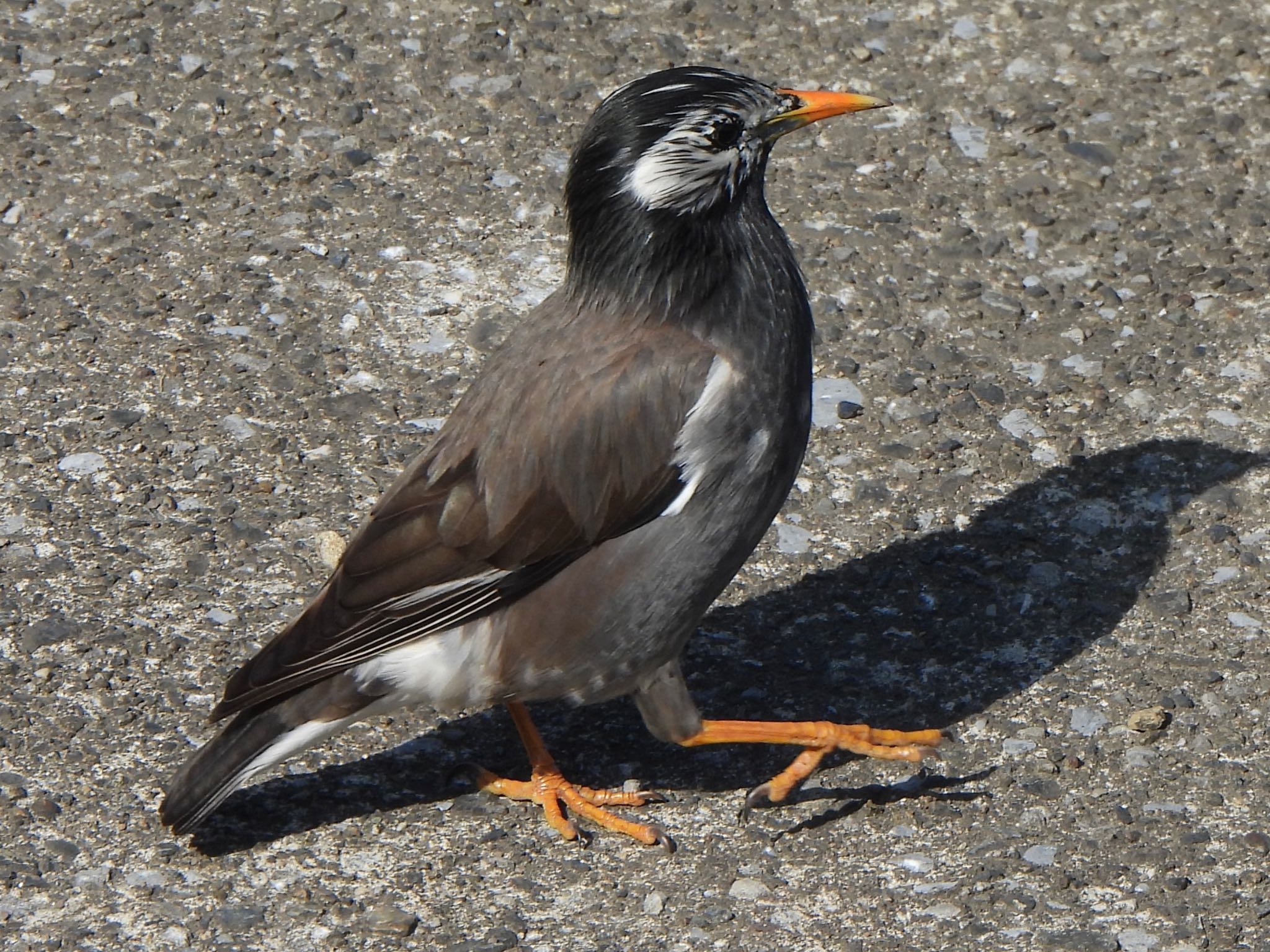 White-cheeked Starling