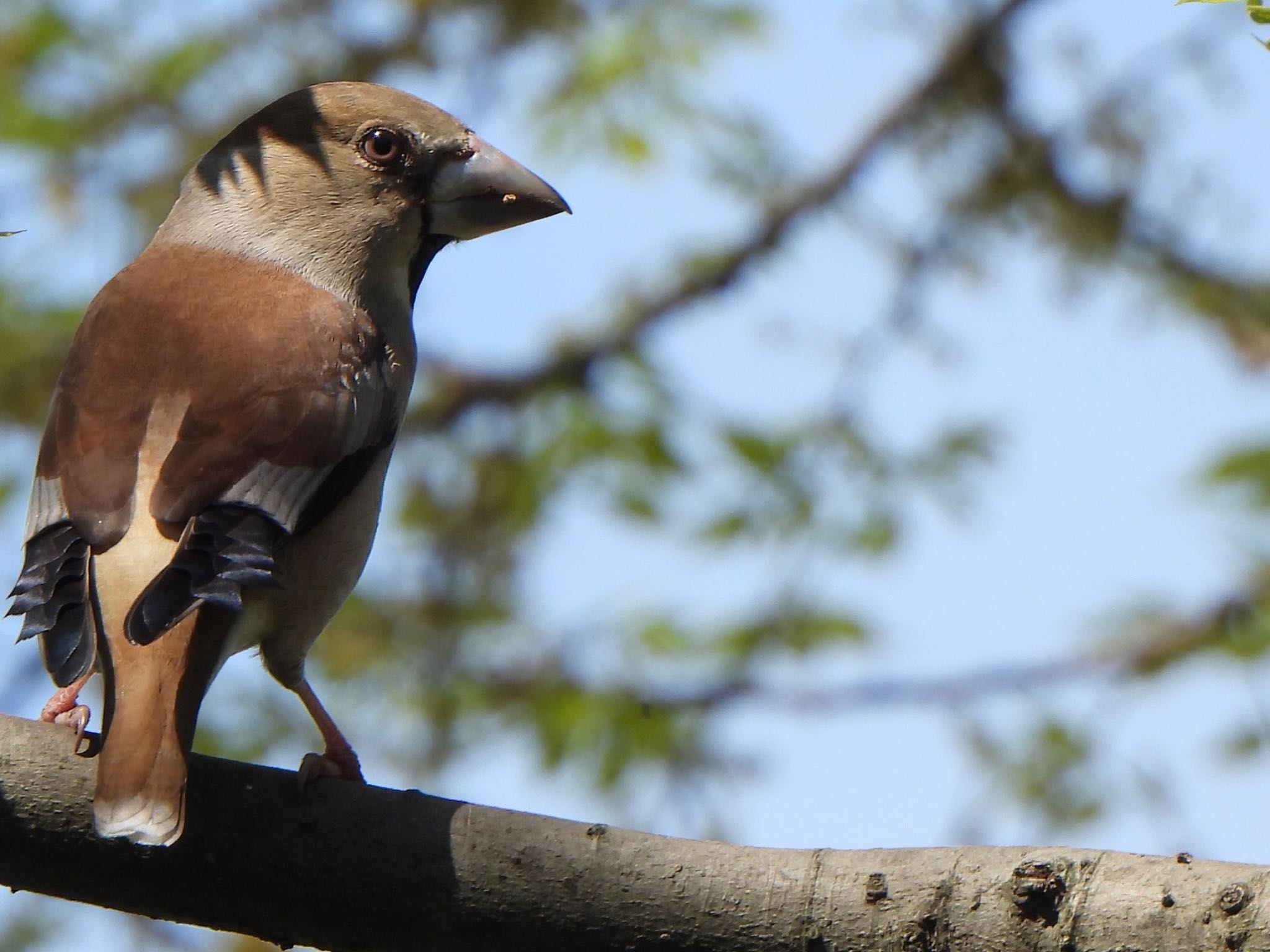 Photo of Hawfinch at 芝川第一調節池(芝川貯水池) by ツピ太郎