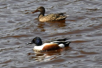 Northern Shoveler 札幌モエレ沼公園 Sat, 4/13/2024