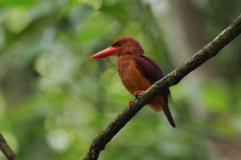 Ruddy Kingfisher(bangsi) Unknown Spots Sat, 4/13/2024