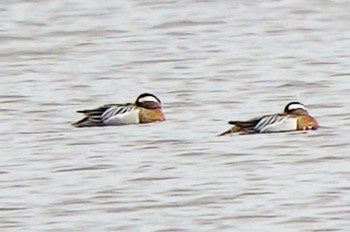 Garganey Unknown Spots Sat, 4/13/2024