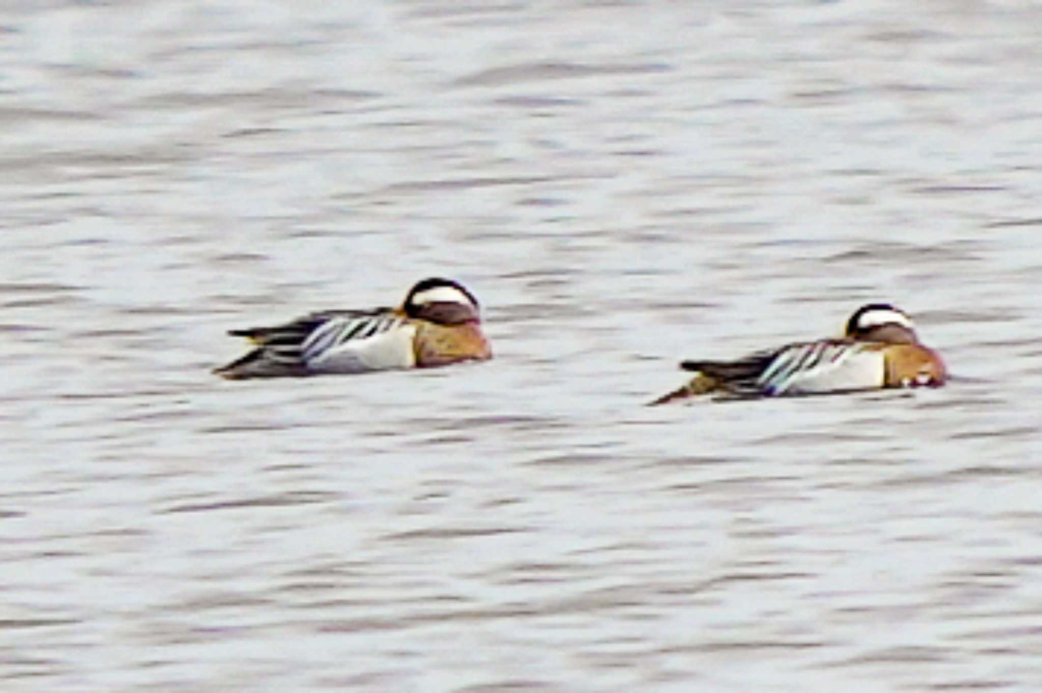 Photo of Garganey at  by Chacoder