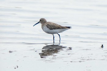 Dunlin Unknown Spots Sat, 4/13/2024