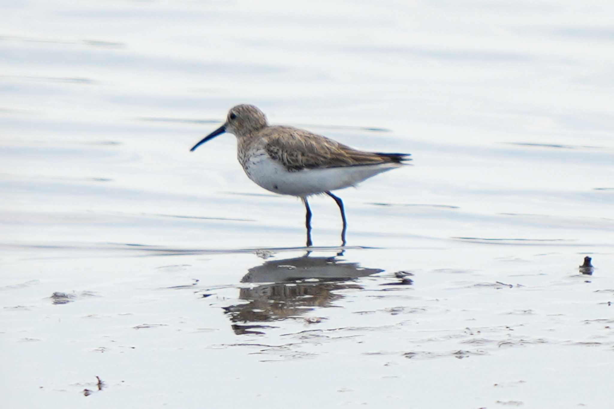 Photo of Dunlin at  by Chacoder