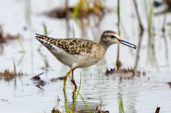 Wood Sandpiper Unknown Spots Sat, 4/13/2024