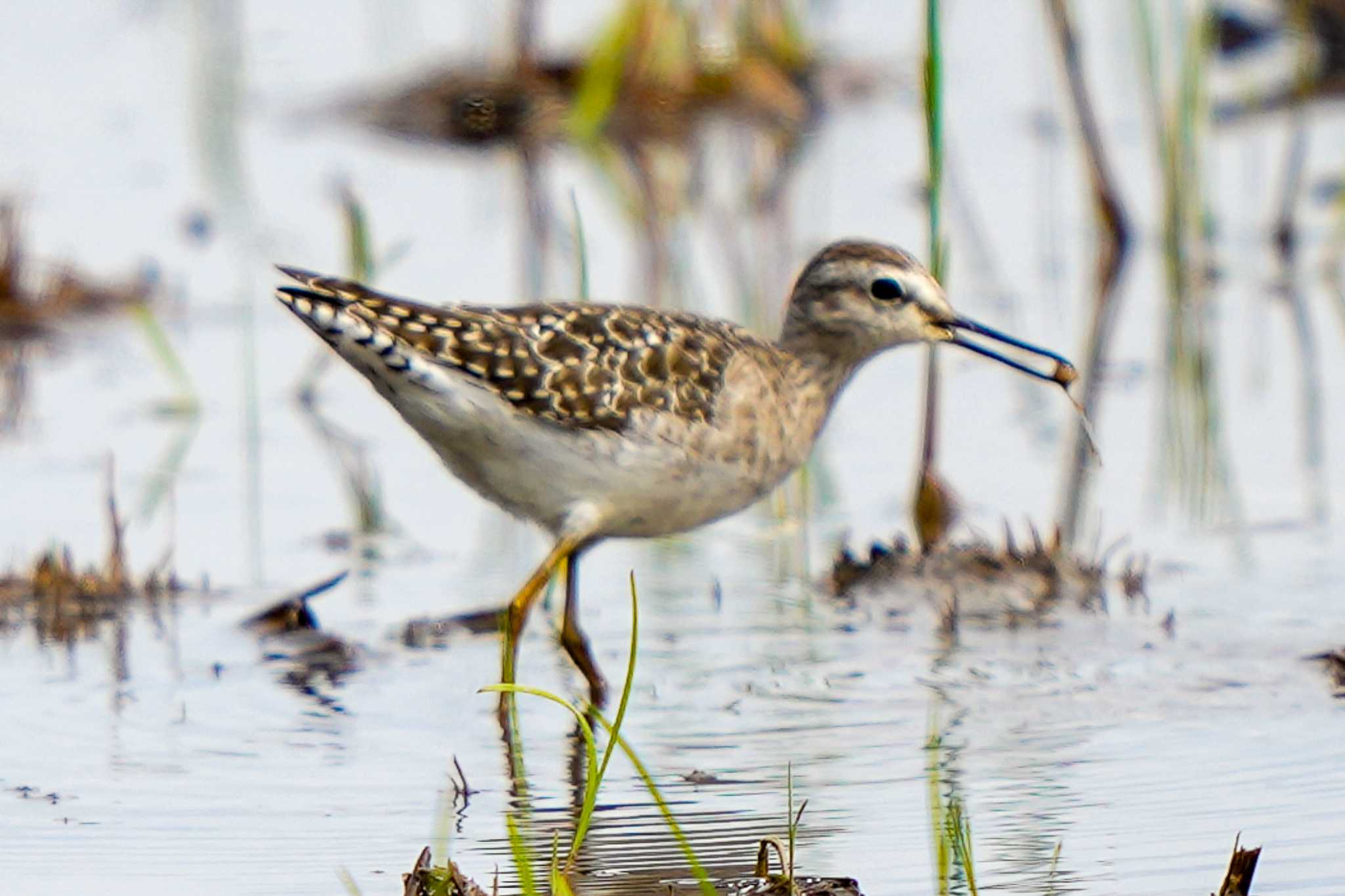 Photo of Wood Sandpiper at  by Chacoder