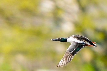 Northern Shoveler Unknown Spots Sat, 4/13/2024