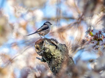 Long-tailed Tit 北条大池 Sat, 4/13/2024