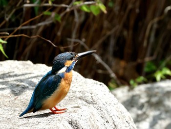 カワセミ 都立猿江恩賜公園 2024年4月13日(土)