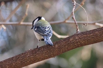 Japanese Tit 北海道大学 Sat, 4/13/2024