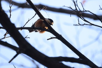 Varied Tit 北海道大学 Sat, 4/13/2024