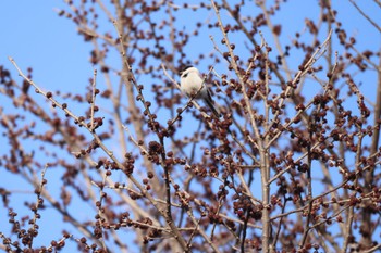 Marsh Tit 北海道大学 Sat, 4/13/2024